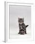 Domestic Cat, Silver Tabby Kitten Portrait-Jane Burton-Framed Photographic Print