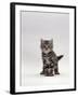 Domestic Cat, Silver Tabby Kitten Portrait-Jane Burton-Framed Photographic Print