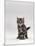 Domestic Cat, Silver Tabby Kitten Portrait-Jane Burton-Mounted Photographic Print