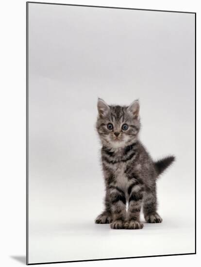 Domestic Cat, Silver Tabby Kitten Portrait-Jane Burton-Mounted Photographic Print