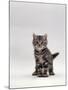 Domestic Cat, Silver Tabby Kitten Portrait-Jane Burton-Mounted Photographic Print