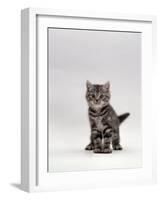 Domestic Cat, Silver Tabby Kitten Portrait-Jane Burton-Framed Photographic Print