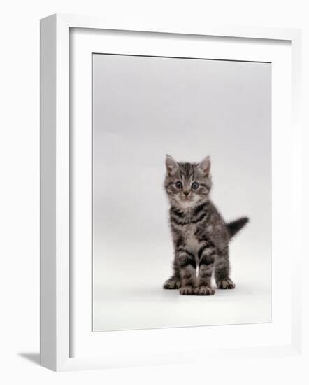 Domestic Cat, Silver Tabby Kitten Portrait-Jane Burton-Framed Photographic Print