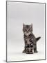 Domestic Cat, Silver Tabby Kitten Portrait-Jane Burton-Mounted Photographic Print