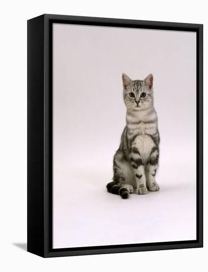 Domestic Cat, Silver Tabby Male Kitten-Jane Burton-Framed Stretched Canvas