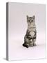 Domestic Cat, Silver Tabby Male Kitten-Jane Burton-Stretched Canvas