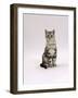 Domestic Cat, Silver Tabby Male Kitten-Jane Burton-Framed Photographic Print