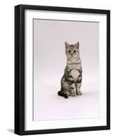 Domestic Cat, Silver Tabby Male Kitten-Jane Burton-Framed Photographic Print