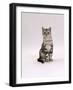 Domestic Cat, Silver Tabby Male Kitten-Jane Burton-Framed Photographic Print