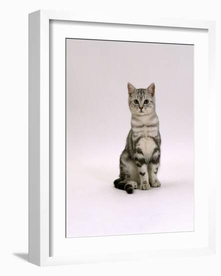 Domestic Cat, Silver Tabby Male Kitten-Jane Burton-Framed Photographic Print