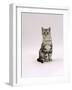 Domestic Cat, Silver Tabby Male Kitten-Jane Burton-Framed Photographic Print