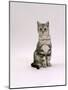 Domestic Cat, Silver Tabby Male Kitten-Jane Burton-Mounted Photographic Print