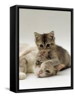 Domestic Cat, Silver Tortoiseshell-And-White Mother with Her 8-Week Tabby Kitten Playing-Jane Burton-Framed Stretched Canvas