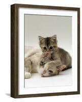 Domestic Cat, Silver Tortoiseshell-And-White Mother with Her 8-Week Tabby Kitten Playing-Jane Burton-Framed Photographic Print