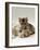 Domestic Cat, Silver Tortoiseshell-And-White Mother with Her 8-Week Tabby Kitten Playing-Jane Burton-Framed Photographic Print