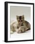 Domestic Cat, Silver Tortoiseshell-And-White Mother with Her 8-Week Tabby Kitten Playing-Jane Burton-Framed Photographic Print
