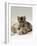 Domestic Cat, Silver Tortoiseshell-And-White Mother with Her 8-Week Tabby Kitten Playing-Jane Burton-Framed Photographic Print