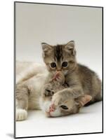 Domestic Cat, Silver Tortoiseshell-And-White Mother with Her 8-Week Tabby Kitten Playing-Jane Burton-Mounted Photographic Print