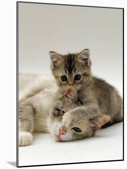 Domestic Cat, Silver Tortoiseshell-And-White Mother with Her 8-Week Tabby Kitten Playing-Jane Burton-Mounted Photographic Print