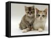 Domestic Cat, Silver Tortoiseshell-And-White Mother with Her 8-Week Tabby Kitten-Jane Burton-Framed Stretched Canvas