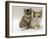 Domestic Cat, Silver Tortoiseshell-And-White Mother with Her 8-Week Tabby Kitten-Jane Burton-Framed Photographic Print
