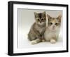 Domestic Cat, Silver Tortoiseshell-And-White Mother with Her 8-Week Tabby Kitten-Jane Burton-Framed Photographic Print