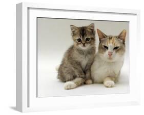 Domestic Cat, Silver Tortoiseshell-And-White Mother with Her 8-Week Tabby Kitten-Jane Burton-Framed Photographic Print