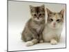 Domestic Cat, Silver Tortoiseshell-And-White Mother with Her 8-Week Tabby Kitten-Jane Burton-Mounted Photographic Print