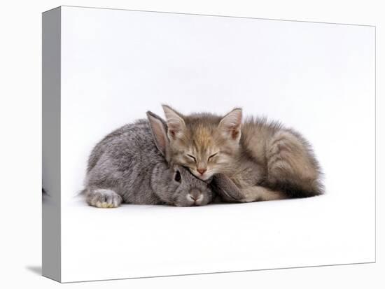 Domestic Cat, Silver Tortoiseshell Kitten with Silver Dwarf Lop Eared Rabbit-Jane Burton-Stretched Canvas