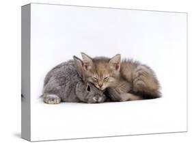 Domestic Cat, Silver Tortoiseshell Kitten with Silver Dwarf Lop Eared Rabbit-Jane Burton-Stretched Canvas