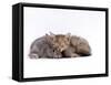 Domestic Cat, Silver Tortoiseshell Kitten with Silver Dwarf Lop Eared Rabbit-Jane Burton-Framed Stretched Canvas