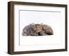 Domestic Cat, Silver Tortoiseshell Kitten with Silver Dwarf Lop Eared Rabbit-Jane Burton-Framed Premium Photographic Print