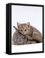 Domestic Cat, Silver Tortoiseshell Kitten with Silver Dwarf Lop Eared Rabbit-Jane Burton-Framed Stretched Canvas