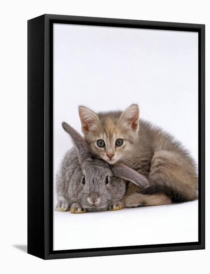 Domestic Cat, Silver Tortoiseshell Kitten with Silver Dwarf Lop Eared Rabbit-Jane Burton-Framed Stretched Canvas