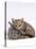 Domestic Cat, Silver Tortoiseshell Kitten with Silver Dwarf Lop Eared Rabbit-Jane Burton-Stretched Canvas