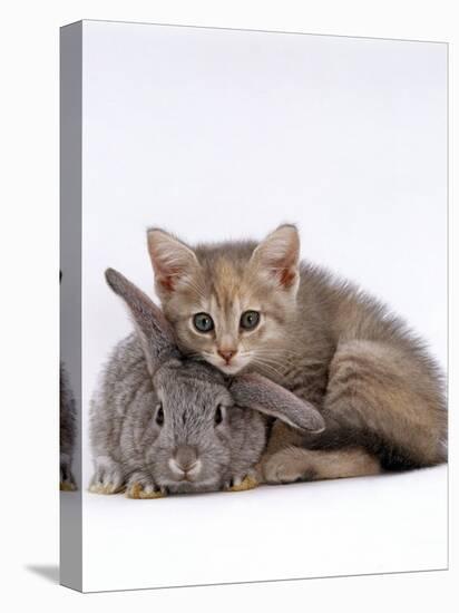 Domestic Cat, Silver Tortoiseshell Kitten with Silver Dwarf Lop Eared Rabbit-Jane Burton-Stretched Canvas