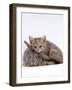 Domestic Cat, Silver Tortoiseshell Kitten with Silver Dwarf Lop Eared Rabbit-Jane Burton-Framed Photographic Print