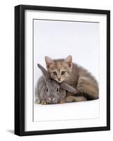 Domestic Cat, Silver Tortoiseshell Kitten with Silver Dwarf Lop Eared Rabbit-Jane Burton-Framed Photographic Print