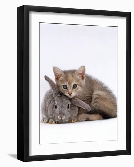 Domestic Cat, Silver Tortoiseshell Kitten with Silver Dwarf Lop Eared Rabbit-Jane Burton-Framed Photographic Print