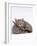 Domestic Cat, Silver Tortoiseshell Kitten with Silver Dwarf Lop Eared Rabbit-Jane Burton-Framed Photographic Print