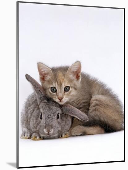 Domestic Cat, Silver Tortoiseshell Kitten with Silver Dwarf Lop Eared Rabbit-Jane Burton-Mounted Photographic Print