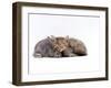 Domestic Cat, Silver Tortoiseshell Kitten with Silver Dwarf Lop Eared Rabbit-Jane Burton-Framed Photographic Print