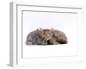 Domestic Cat, Silver Tortoiseshell Kitten with Silver Dwarf Lop Eared Rabbit-Jane Burton-Framed Photographic Print