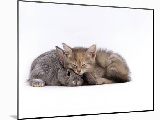 Domestic Cat, Silver Tortoiseshell Kitten with Silver Dwarf Lop Eared Rabbit-Jane Burton-Mounted Photographic Print