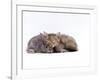 Domestic Cat, Silver Tortoiseshell Kitten with Silver Dwarf Lop Eared Rabbit-Jane Burton-Framed Photographic Print