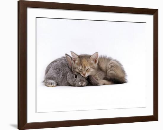 Domestic Cat, Silver Tortoiseshell Kitten with Silver Dwarf Lop Eared Rabbit-Jane Burton-Framed Photographic Print