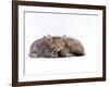 Domestic Cat, Silver Tortoiseshell Kitten with Silver Dwarf Lop Eared Rabbit-Jane Burton-Framed Photographic Print