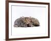 Domestic Cat, Silver Tortoiseshell Kitten with Silver Dwarf Lop Eared Rabbit-Jane Burton-Framed Photographic Print