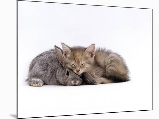 Domestic Cat, Silver Tortoiseshell Kitten with Silver Dwarf Lop Eared Rabbit-Jane Burton-Mounted Photographic Print