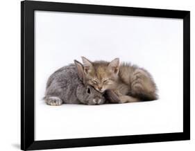 Domestic Cat, Silver Tortoiseshell Kitten with Silver Dwarf Lop Eared Rabbit-Jane Burton-Framed Photographic Print